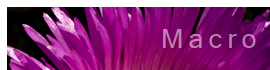 Macro